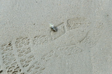 A hermit crab on the beach