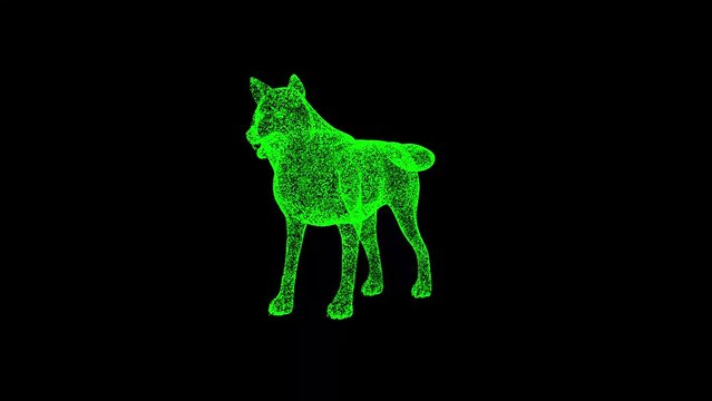 3D Wolf rotates on black background. Wild Animal concept. Wild Wolf. Business advertising backdrop. For title, text, presentation. 3d animation 60 FPS