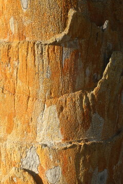 trunk of a palm tree