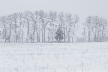 Line of Trees in Snowstorm