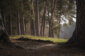 Pushcha-Vodytsia, Ukraine. On February 22, 2024, the sun shines in the last days of winter. incredible beauty in the forest. a city with many sanatoriums for healing in nature. there are lakes nearby. - obrazy, fototapety, plakaty