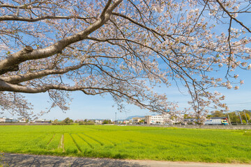 草場川の桜並木（福岡県筑前町）