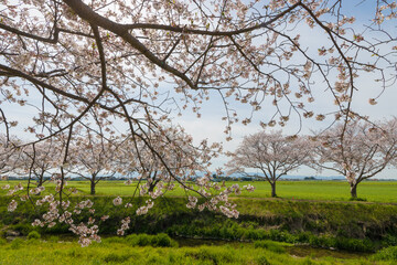 草場川の桜並木（福岡県筑前町）