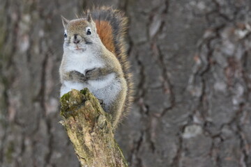 La Plaine 25 Février 2024