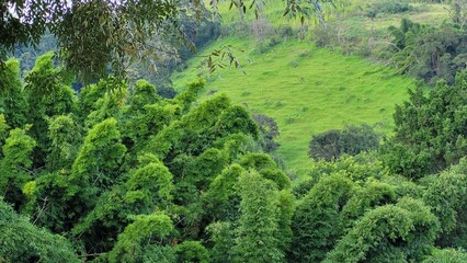 Fototapeta na wymiar Bambuzal em Serra Negra