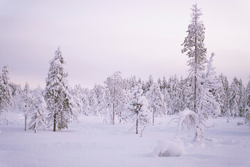 Snowy and frost landscape in cold winter Finnish Lapland Rovaniemi