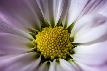 Macro photography of the center of a purple daisy.