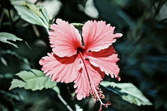 fiori per sfondo computer o telefono