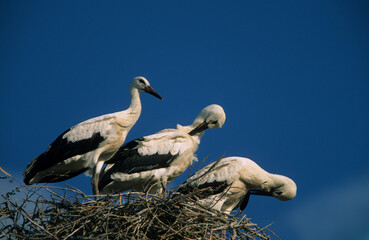 three white storks in nest Alghero Sardinia Italy