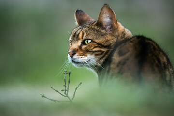 Bengal Cat in meadow