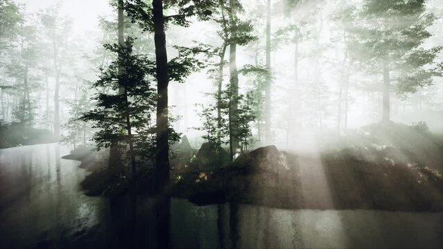 FPV drone flight quickly and maneuverable through an autumn forest at sunset