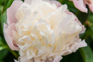 Large white and pink double peony flowers