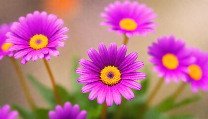 Fototapeta premium Close up of purple and orange daisy like flowers with a soft focus background generative AI