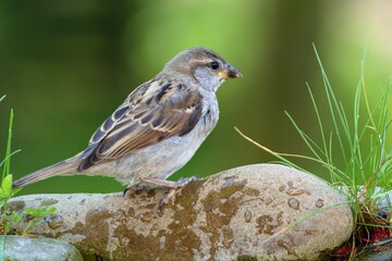 Juvenile sparrow on a stone near the grass by the water of a bird watering hole. Czechia. 