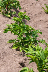 Young potato tops close-up