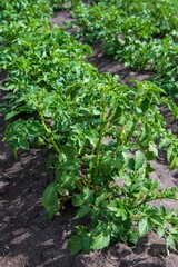 Young potato tops close-up