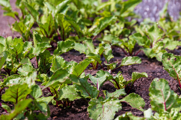 Young green beet leaves close-up