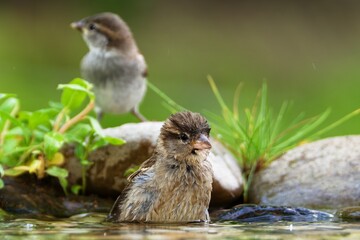  Two house sparrows at the bird water hole. Czechia