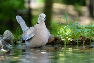Turtledove stands in the water of a bird watering hole. Czech Republic 