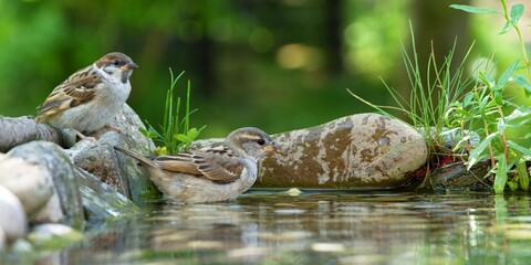 Two juvenile sparrows by the water of a bird watering hole. Czechia.