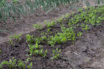 Farmer from watering can watering young greens, Concept of organic products from farm