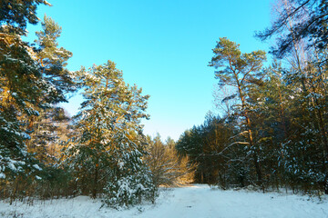 Winter forest landscape. View of the forest covered with snow during sunset. The sun's rays break through the tree trunks and reflect off the white snow.
