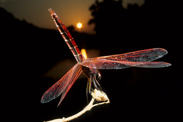 dragonfly on a branch at sunset