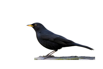 Obraz premium a high quality stock photograph of a single blackbird full body isolated on a white background