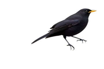 a high quality stock photograph of a single blackbird full body isolated on a white background