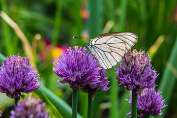Hawthorn butterfly close-up on purple flower of ornamental onion