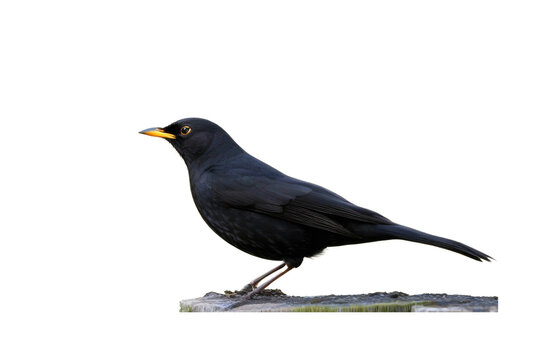 a high quality stock photograph of a single blackbird full body isolated on a white background