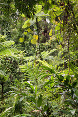 Rainforest Scenery with creek and cascades south of Cairns, Queensland, Australia