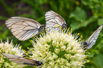 Lots of hawthorn butterflies on flower close-up