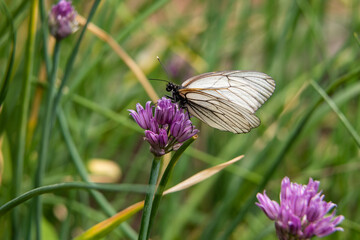 Hawthorn butterfly on lilac flower close-up