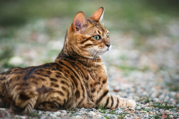 Cute Brown Bengal Cat