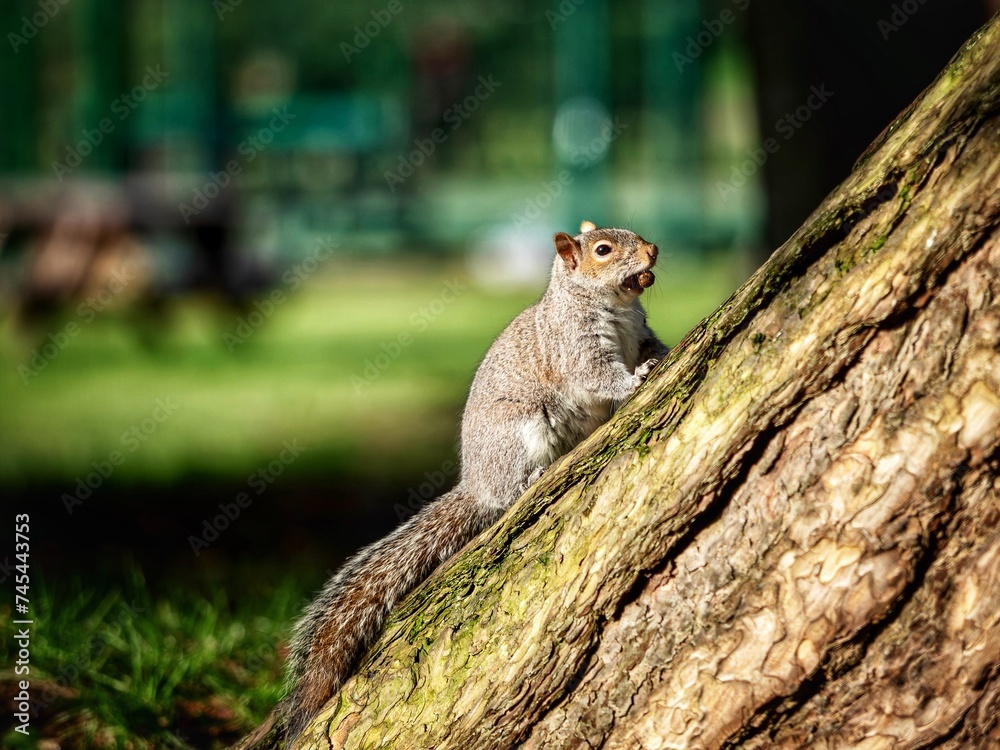 Wall mural grey squirrel in a park