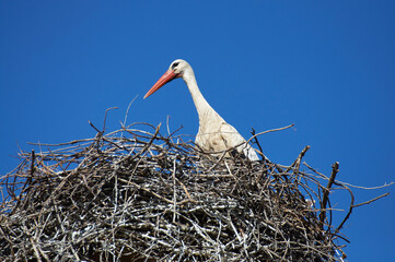 A serene moment captured with a stork comfortably settled inside its nest