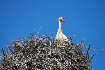 A serene moment captured with a stork comfortably settled inside its nest