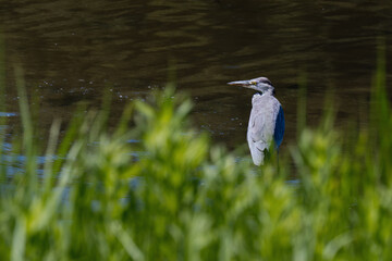 アオサギ