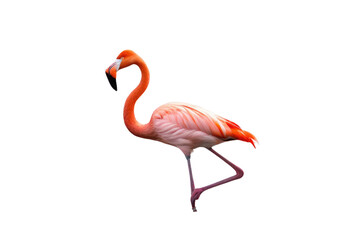 a high quality stock photograph of a single flamingo full body isolated on a white background