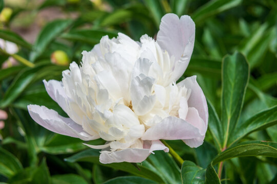 Large white-pink double peony flowers. Macro photography of a peony flower. Close-up. The peony is a symbol of royalty in China