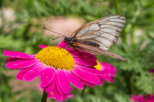 White hawthorn butterfly close-up on bright pink dolmata chamomile flower