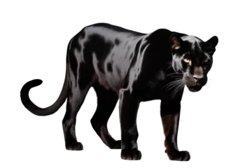 Tuinposter a high quality stock photograph of a single happy black panther full body isolated on a white background © ramses