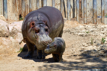 A heartwarming scene as a mother hippo and her calf emerge from the mud