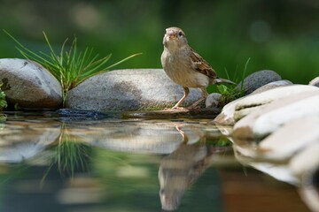  Young sparrow drinks from a bird's water hole. Czechia. 