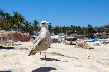 ave blanca en la playa