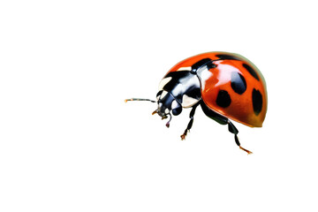 a high quality stock photograph of a single ladybug close up full body isolated on a white background