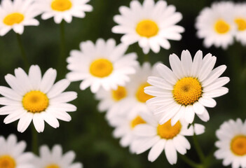 Close-up of a white daisy with a yellow center in focus with more generative AI