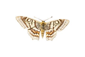 Obraz premium a high quality stock photograph of a single moth close up full body isolated on a white background