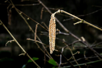 Catkins hanging from a tree